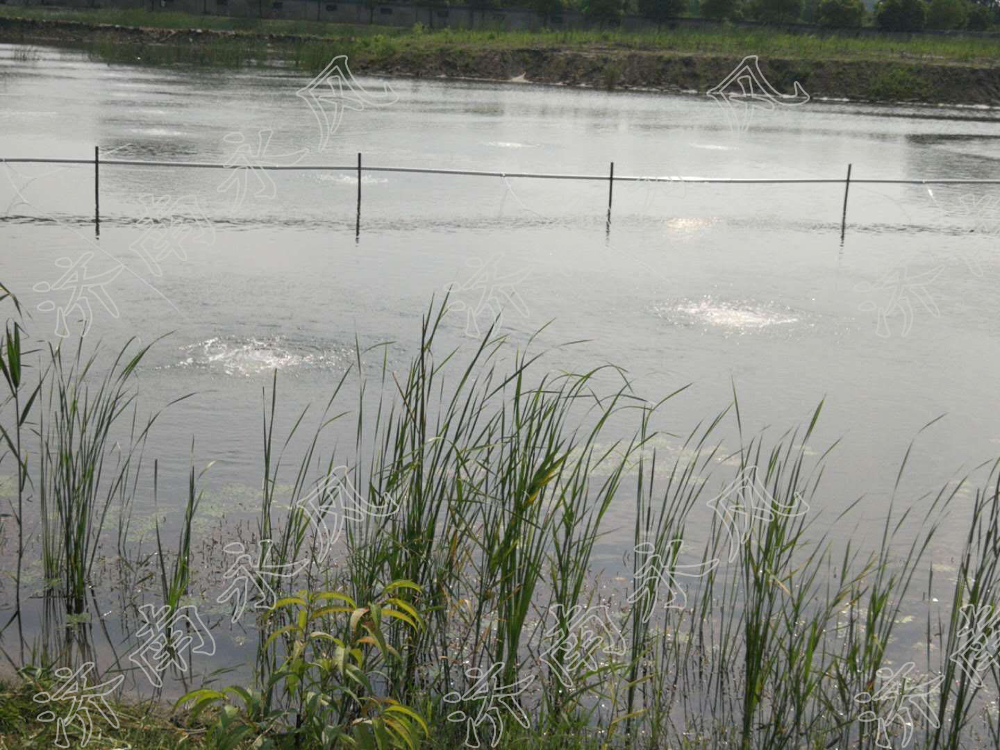 水产养殖罗茨鼓风机 水产养殖罗茨鼓风机